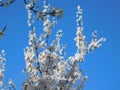 beautiful blooming branches of a plum tree in white flowers on a background of blue sky Royalty Free Stock Photo