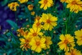 Beautiful blooming bright yellow Coreopsis pubescens, called star tickseed flowers