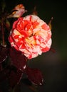 Beautiful blooming Bud. Blooming pink red dressing garden green tea rose. Royalty Free Stock Photo