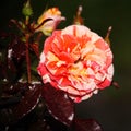 Beautiful blooming Bud. Blooming pink red dressing garden green tea rose. Royalty Free Stock Photo