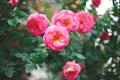 Beautiful blooming bush pink roses in lush greenery Royalty Free Stock Photo