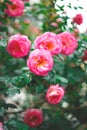 Beautiful blooming bush pink roses in lush greenery Royalty Free Stock Photo