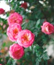 Beautiful blooming bush pink roses in lush greenery Royalty Free Stock Photo