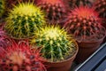 Beautiful blooming cacti. Composition with cacti.