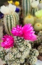 Beautiful blooming cacti in a flower shop