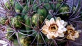 beautiful blooming cactus, cactus with huge thorns and delicate yellow flower Royalty Free Stock Photo