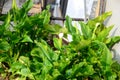 Beautiful blooming calla flowers with rain drops in garden