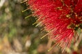 The beautiful blooming callistemon citrons Royalty Free Stock Photo