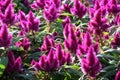 Blooming Celosia spikelet Latin - Celosia spicata