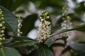 Beautiful blooming cherry laurel in sunny April Royalty Free Stock Photo