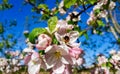 Beautiful blooming cherry tree branches with blue sky background. Royalty Free Stock Photo