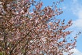 Beautiful blooming cherry tree in spring garden at