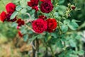 Beautiful blooming chinensis rose bush in a green summer garden. Soft selective focus Royalty Free Stock Photo