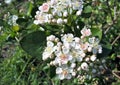 Beautiful blooming chokeberry