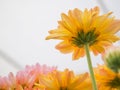 Beautiful blooming chrysanthemum flowers with green leaves in the garden Royalty Free Stock Photo