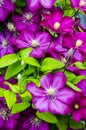 Beautiful blooming clematis bush with purple flowers and green leaves Royalty Free Stock Photo