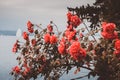 Beautiful blooming closeup red flowers in garden, summer background Royalty Free Stock Photo