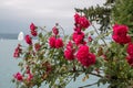 Beautiful blooming closeup red flowers in garden, summer background Royalty Free Stock Photo