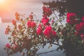 Beautiful blooming closeup red flowers in garden, summer background Royalty Free Stock Photo