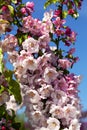 Blooming columnar apple tree in the garden on a spring sunny day Royalty Free Stock Photo