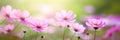 Beautiful blooming cosmos flowers on blurred background.