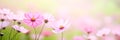 Beautiful blooming cosmos flowers on blurred background.