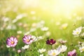 Beautiful blooming cosmos flowers in green meadow on sunny day.