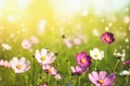 Beautiful blooming cosmos flowers in green meadow on sunny day.