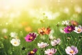 Beautiful blooming cosmos flowers in green meadow on sunny day.