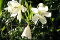 Beautiful blooming Crinum moorei, Amaryllidaceae family \
