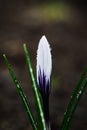 Beautiful blooming crocus with dew. Macro shot. Selective focus Royalty Free Stock Photo