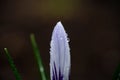 Beautiful blooming crocus with dew. Macro shot. Selective focus Royalty Free Stock Photo