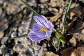A beautiful blooming Crocus Early Purple in the garden plot