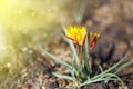 Beautiful blooming crocuses