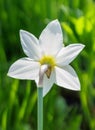 beautiful blooming daffodil