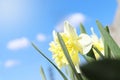 Beautiful blooming daffodils against blue sky, closeup. Space for text Royalty Free Stock Photo