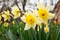 Beautiful blooming daffodils growing in garden, closeup. Spring flower Royalty Free Stock Photo