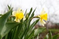 Beautiful blooming daffodils growing in garden, closeup. Spring flower Royalty Free Stock Photo