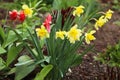 Beautiful blooming daffodils and tulips outdoors on spring day Royalty Free Stock Photo