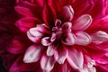 Beautiful dahlia flower as background, closeup Royalty Free Stock Photo