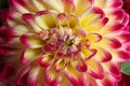 Beautiful blooming dahlia flower as background, closeup Royalty Free Stock Photo