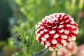 Beautiful blooming dahlia flower in garden, closeup Royalty Free Stock Photo