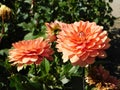 beautiful blooming dahlias with pink petals growing in a city park