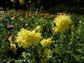 beautiful blooming dahlias with yellow petals growing in a city park