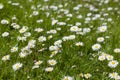 Beautiful blooming daisy field. Spring Easter flowers. Daisy flower background. Summer camomile meadow in the garden Royalty Free Stock Photo