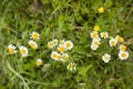 Beautiful blooming daisy field. Spring Easter flowers. Daisy flower background. Summer camomile meadow in the garden Royalty Free Stock Photo