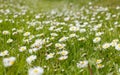 Beautiful blooming daisy field. Spring Easter flowers. Daisy flower background. Summer camomile meadow in the garden Royalty Free Stock Photo