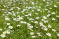 Beautiful blooming daisy field. Spring Easter flowers. Daisy flower background. Summer camomile meadow in the garden Royalty Free Stock Photo