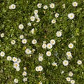 Beautiful blooming daisy field. Spring Easter flowers. Daisy flower background. Summer camomile meadow in the garden Royalty Free Stock Photo