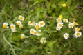 Beautiful blooming daisy field. Spring Easter flowers. Daisy flower background. Summer camomile meadow in the garden Royalty Free Stock Photo